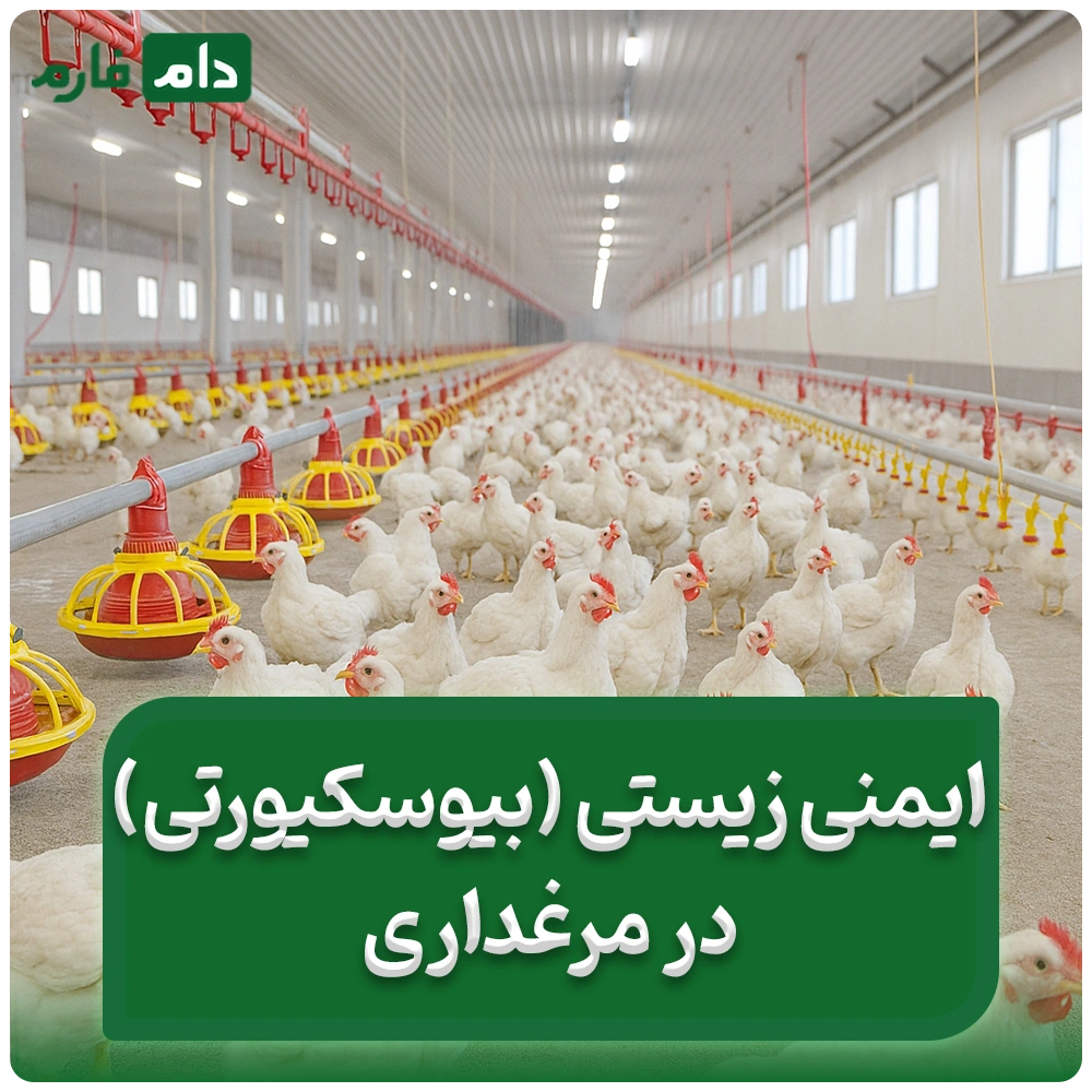 ایمنی_زیستی_(بایوسیکوریتی)_در_مرغداری‌ها_:_مرغداری_خود_را_به_دژ_سلامت_تبدیل_کنید؟