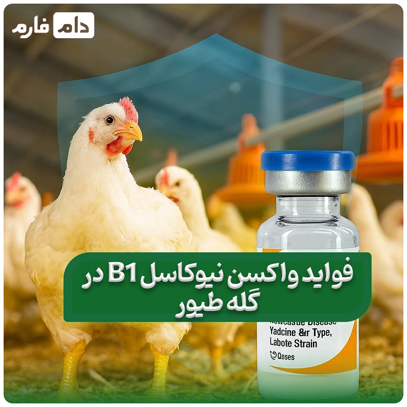 فواید_واکسن_نیوکاسل_B1_در_گله_طیور