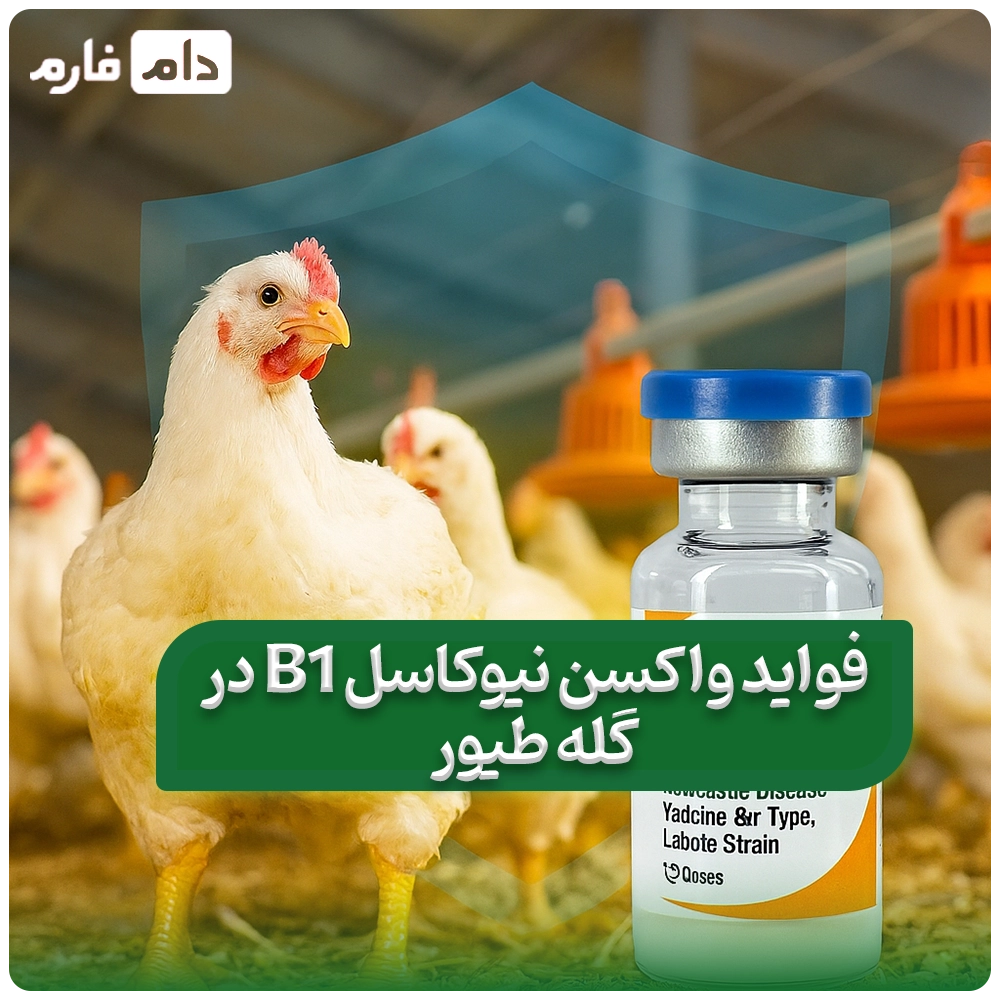 فواید_واکسن_نیوکاسل_B1_در_گله_طیور