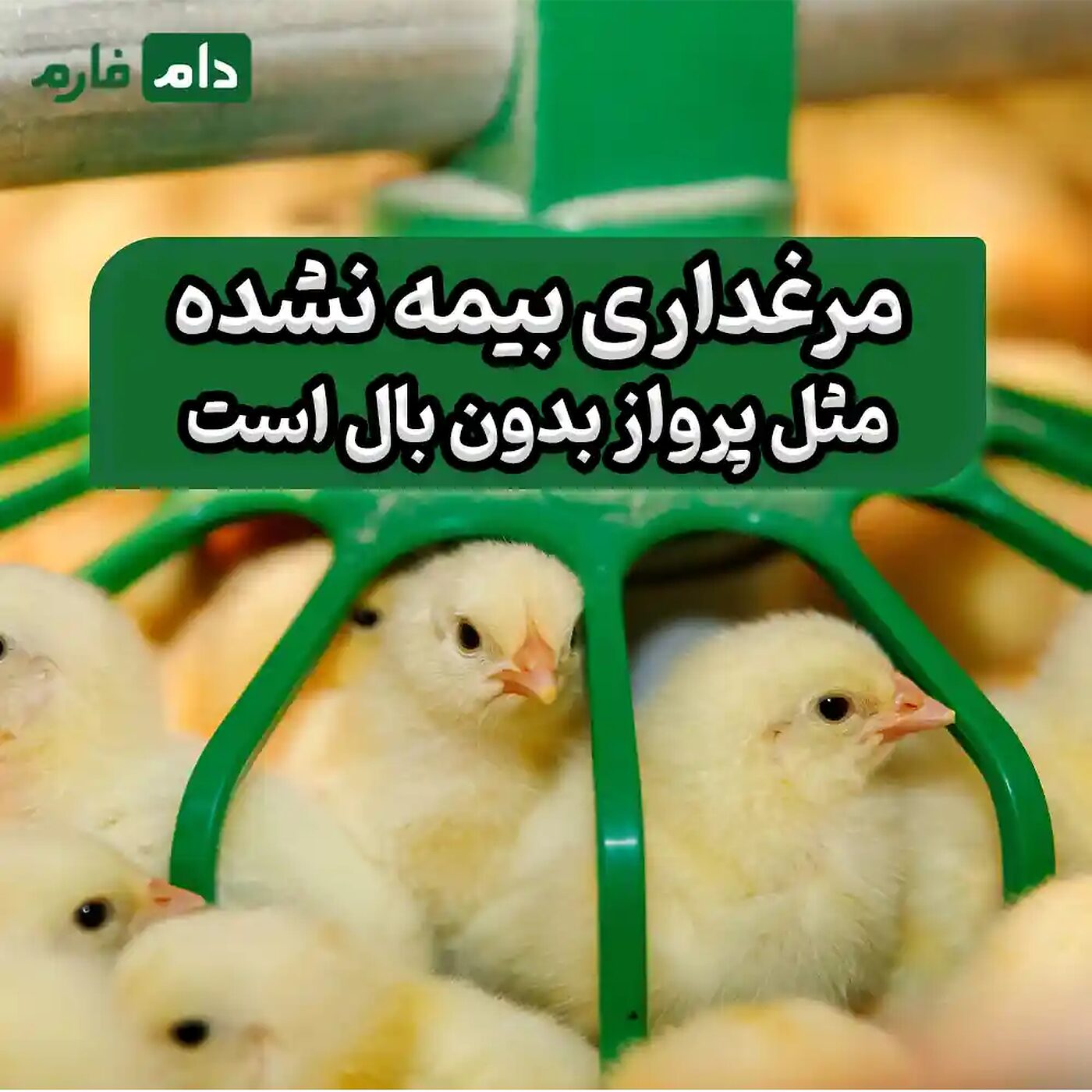 بیمه_مرغداری_چه_خسارت‌هایی_را_پوشش_می‌دهد؟