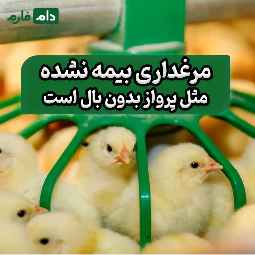 بیمه_مرغداری_چه_خسارت‌هایی_را_پوشش_می‌دهد؟