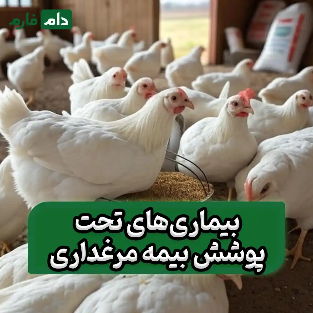 What-damages-does-poultry-insurance-cover