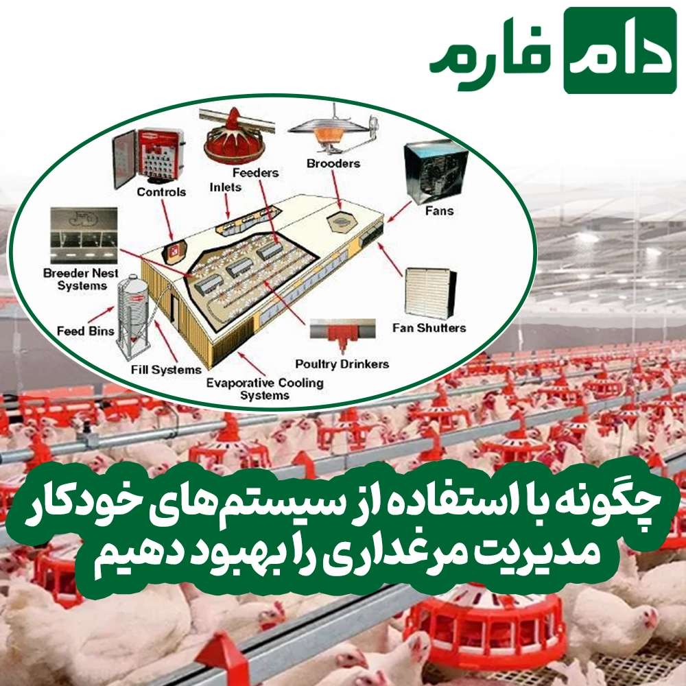How-to-improve-poultry-farm-management-using-automated-systems