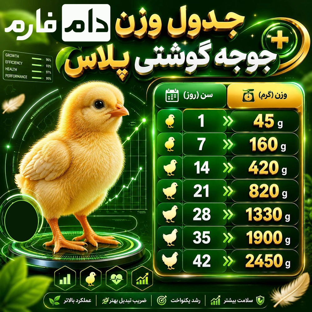 Plus-breed-chickens