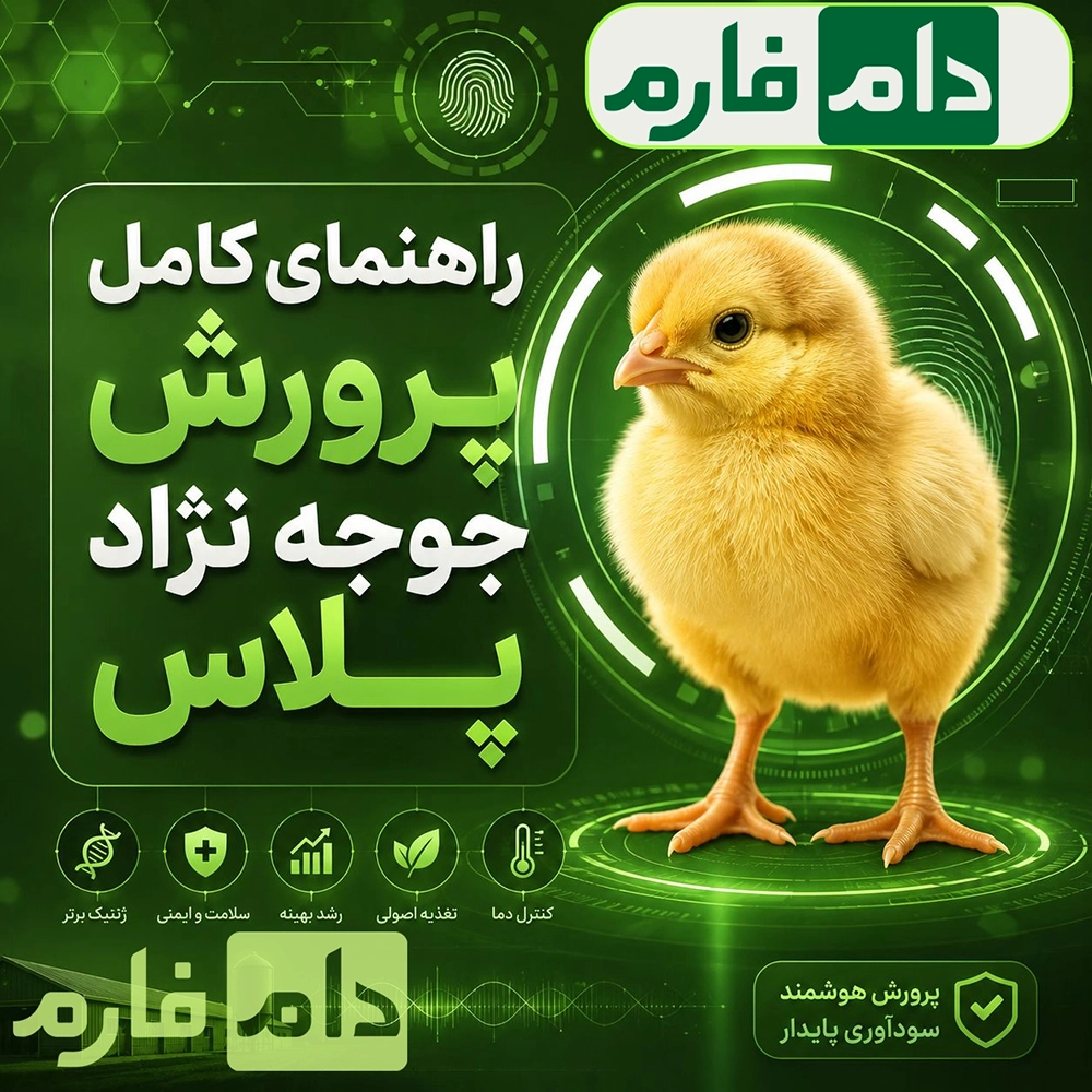 Plus-breed-chickens