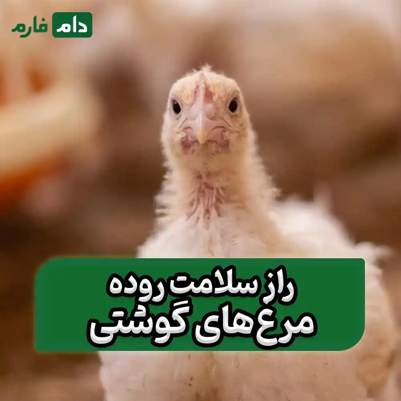 داروهای_رایج_برای_درمان_بیماری‌های_روده‌ای_در_مرغ_گوشتی