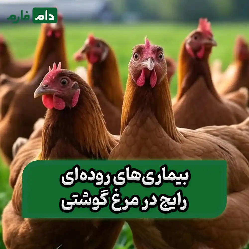 Common-drugs-for-treating-intestinal-diseases-in-broilers