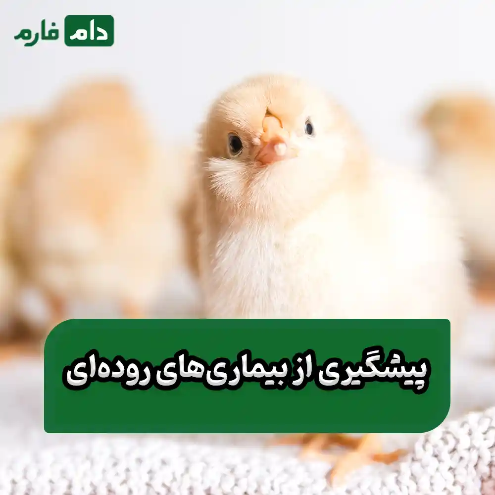 Common-drugs-for-treating-intestinal-diseases-in-broilers