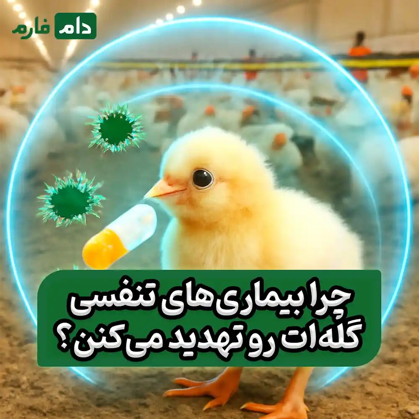 تتراکسیکلین‌ها_برای_پیشگیری_از_بیماری‌های_تنفسی_در_مرغ_گوشتی
