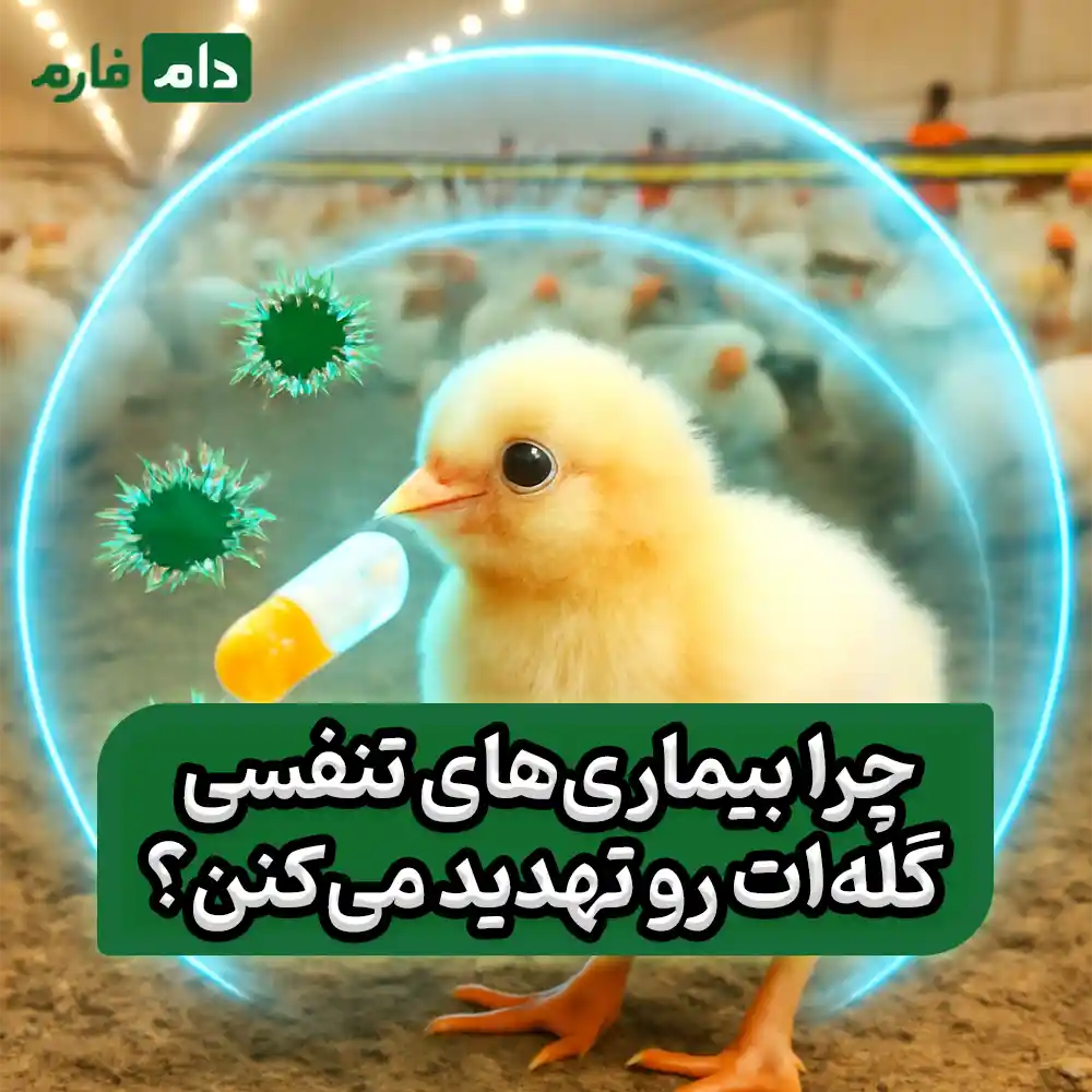 تتراکسیکلین‌ها_برای_پیشگیری_از_بیماری‌های_تنفسی_در_مرغ_گوشتی