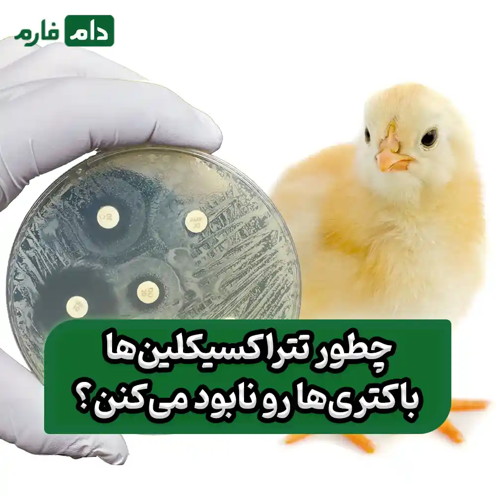 Tetracyclines-for-the-prevention-of-respiratory-diseases-in-broilers