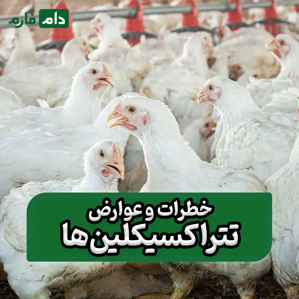 Tetracyclines-for-the-prevention-of-respiratory-diseases-in-broilers