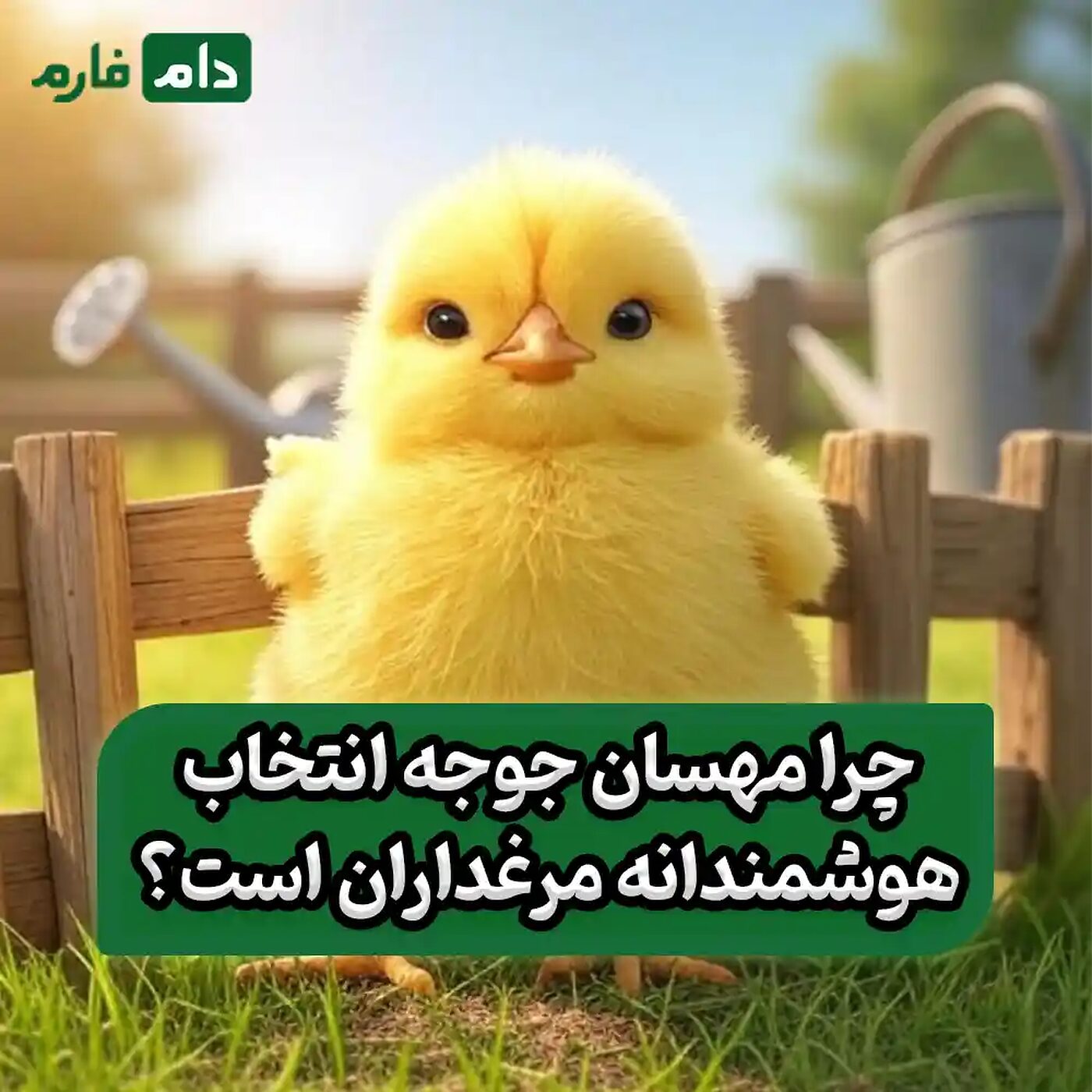 شرکت_مهسان_جوجه_90001101