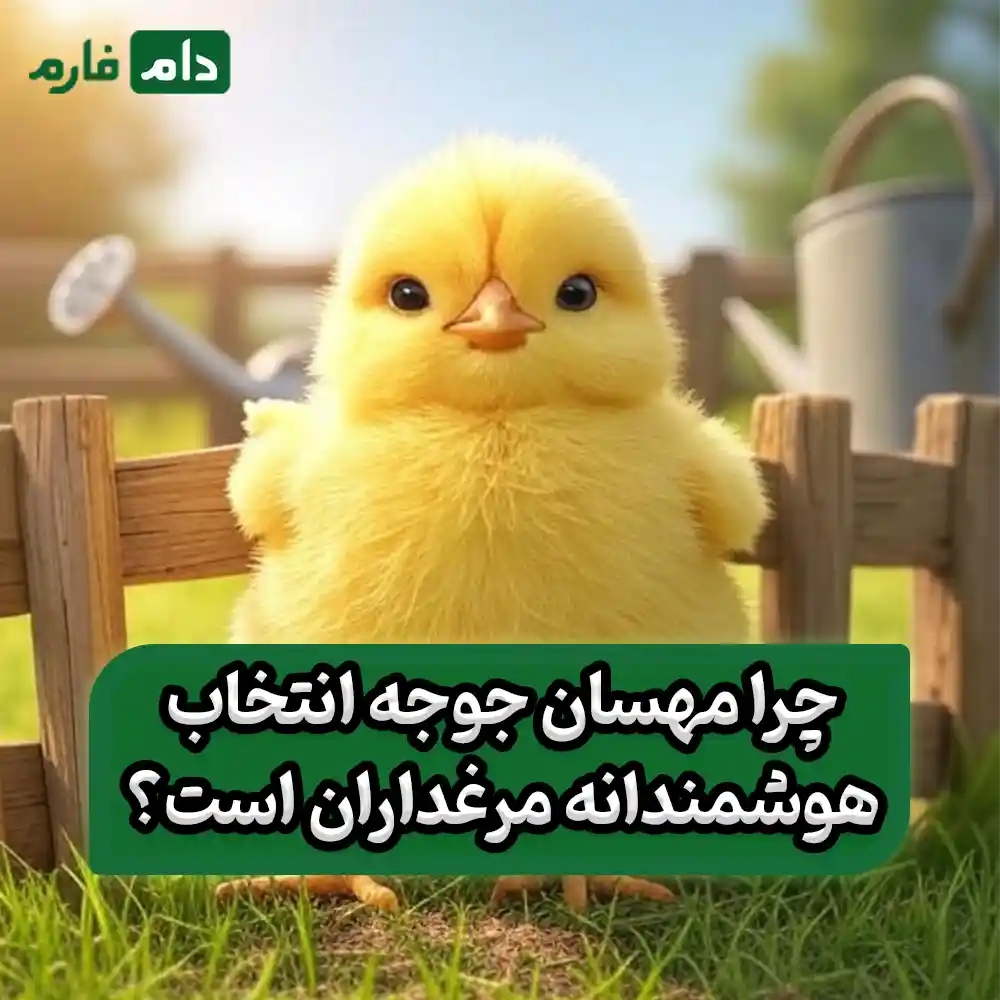 شرکت_مهسان_جوجه_09190089057