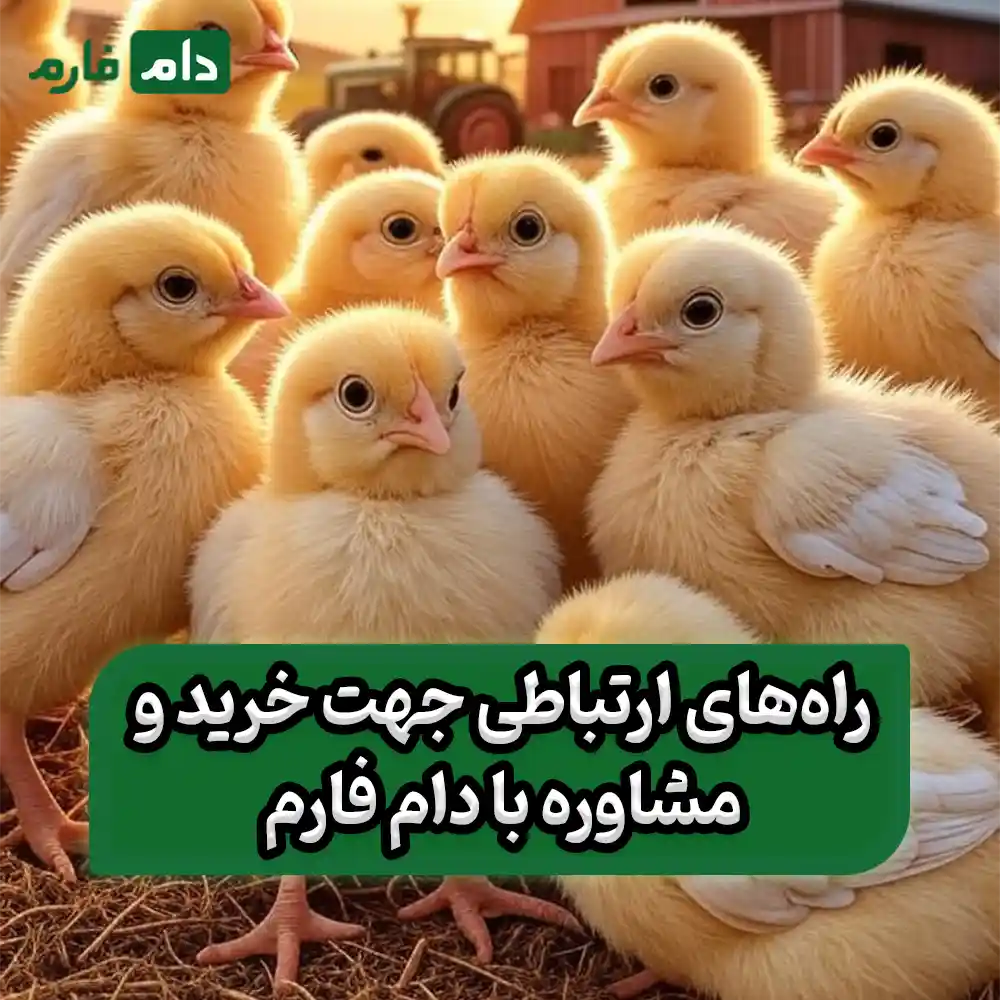 Mahsan-Chicken-Company-09117583323