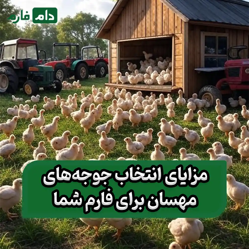 Mahsan-Chicken-Company-09117583323