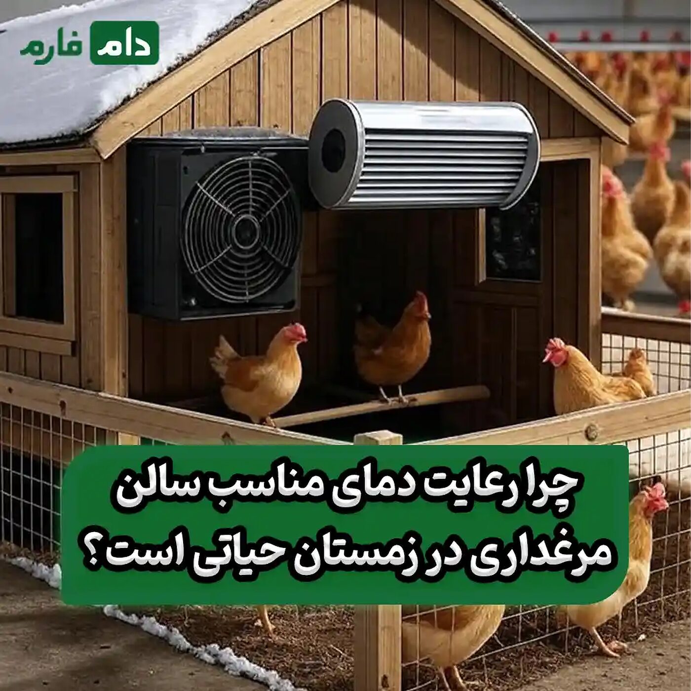اگر_دمای_سالن_مرغداری‌تان_این_عدد_نباشد_،_ضرر_می‌کنید!