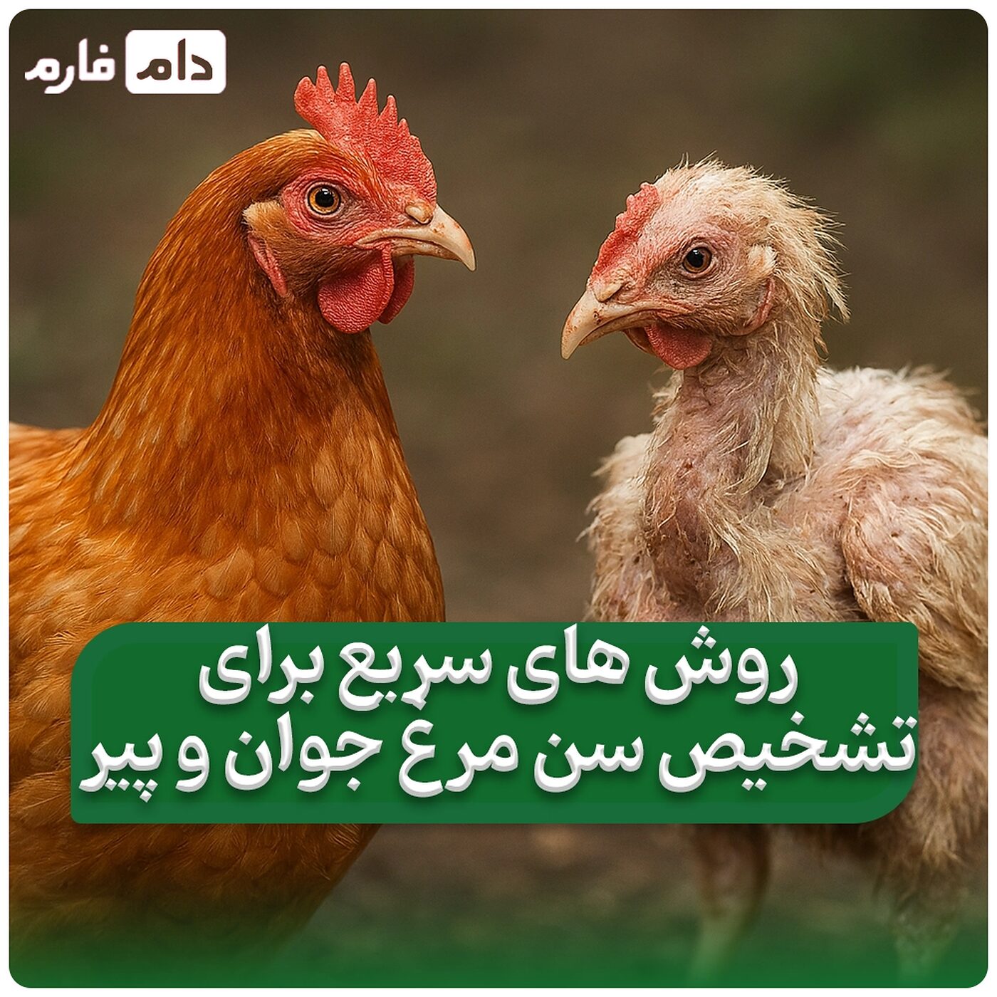 ساده_ترین_روش_ها_برای_تشخیص_سن_مرغ