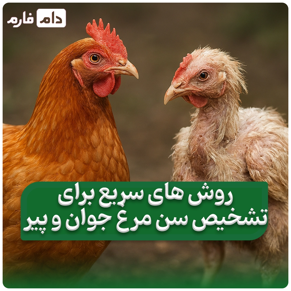 ساده_ترین_روش_ها_برای_تشخیص_سن_مرغ