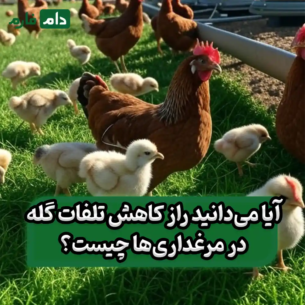 آمینوگلیکوزیدَها_برای_کنترل_عفونت‌های_باکتریایی_در_مرغ_گوشتی
