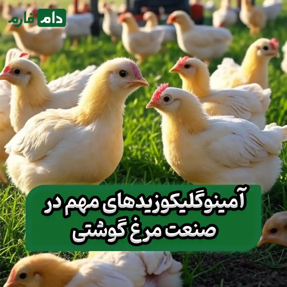 Aminoglycosides-for-the-control-of-bacterial-infections-in-broilers