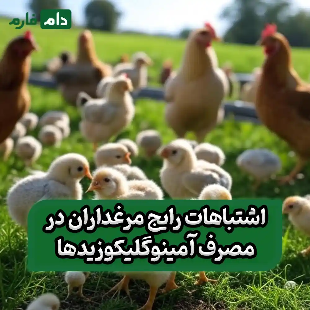 Aminoglycosides-for-the-control-of-bacterial-infections-in-broilers