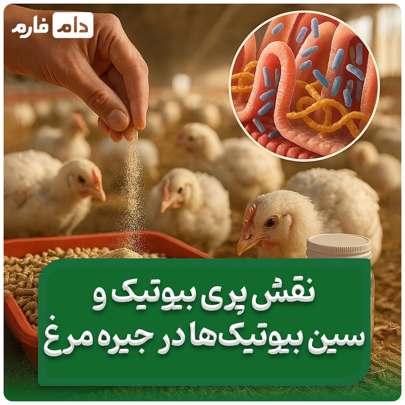 نقش_پری_بیوتیک_و_سین‌بیوتیک‌_ها_در_جیره_مرغ