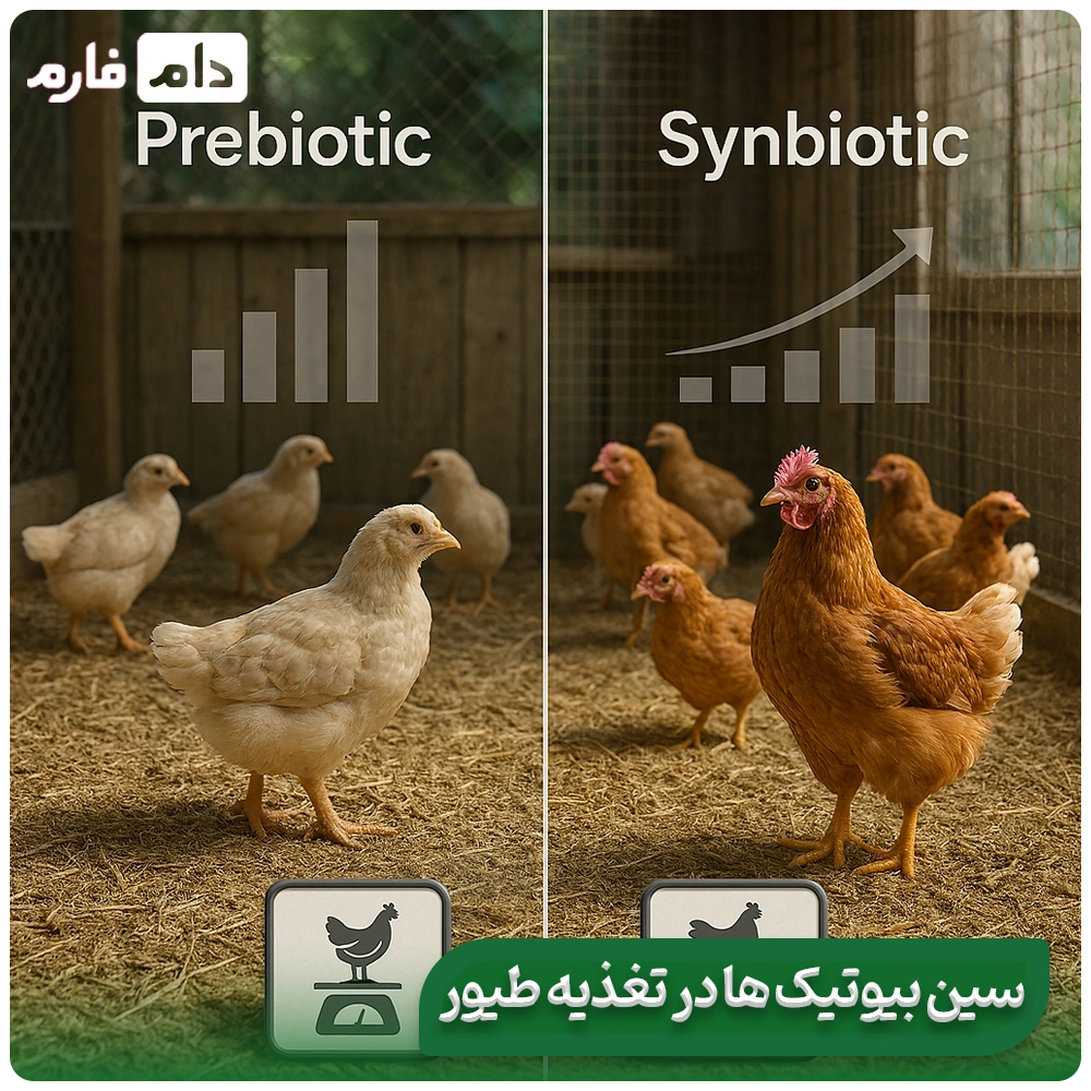 naqsh-pari-biotik-ve-sinbiotikeh-cpeha-dar-jireh-morgh