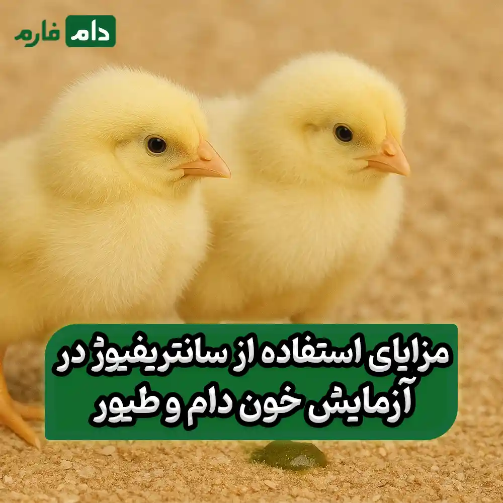 Centrifuge-and-its-application-in-livestock-and-poultry-blood-testing