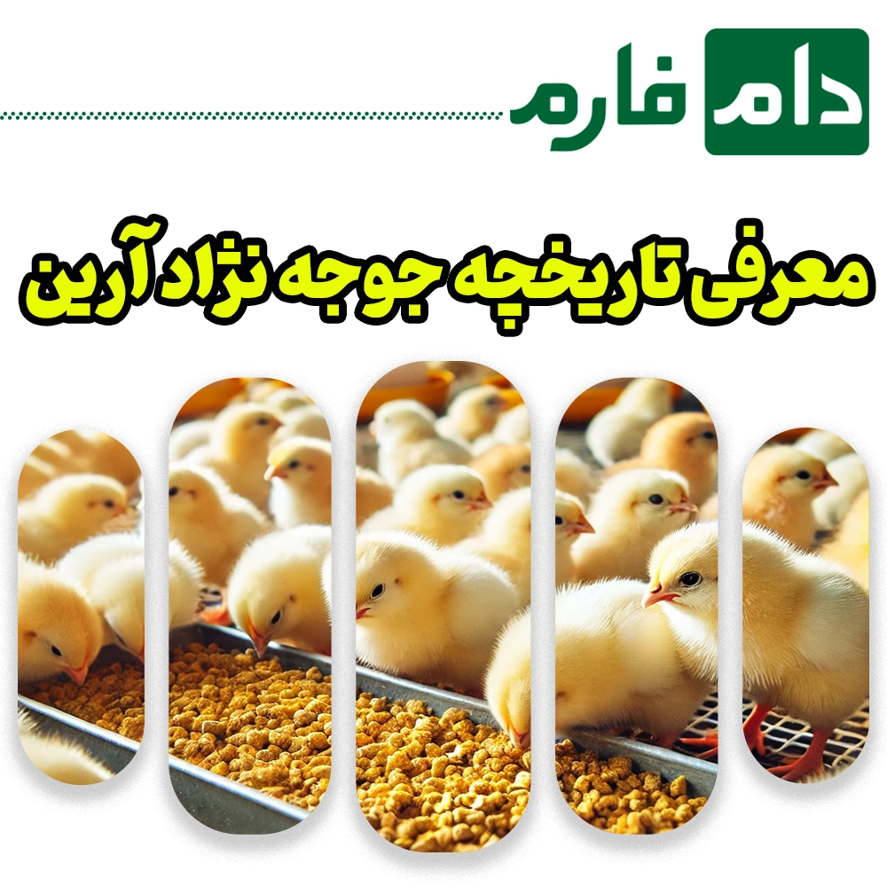 arian-and-iranian-chickens