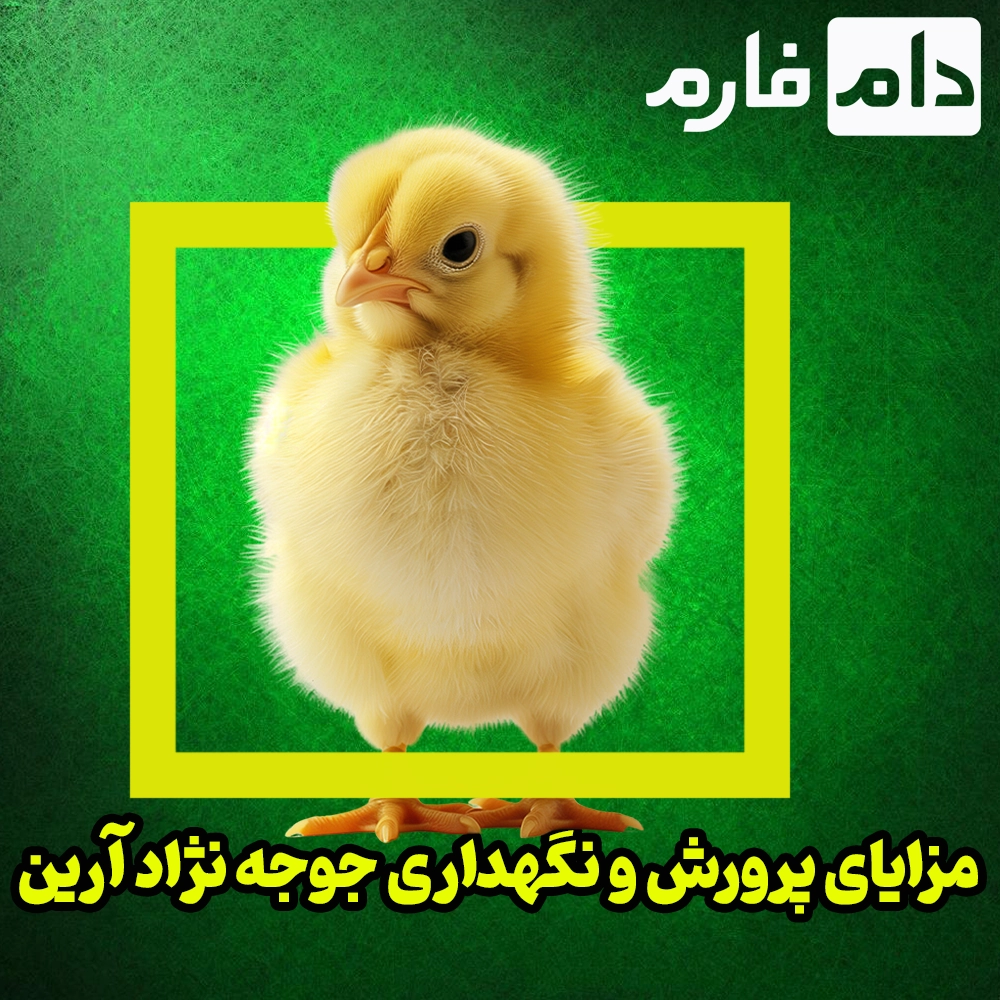arian-and-iranian-chickens