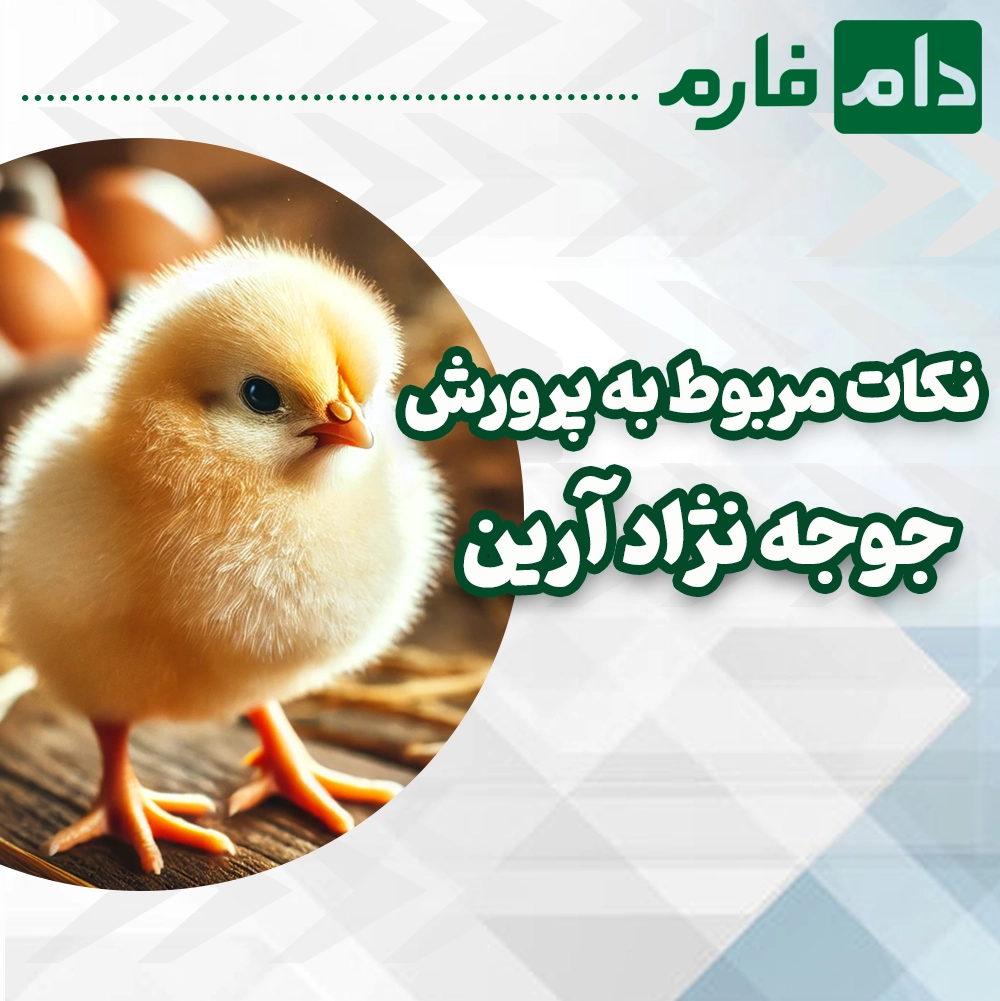 arian-and-iranian-chickens