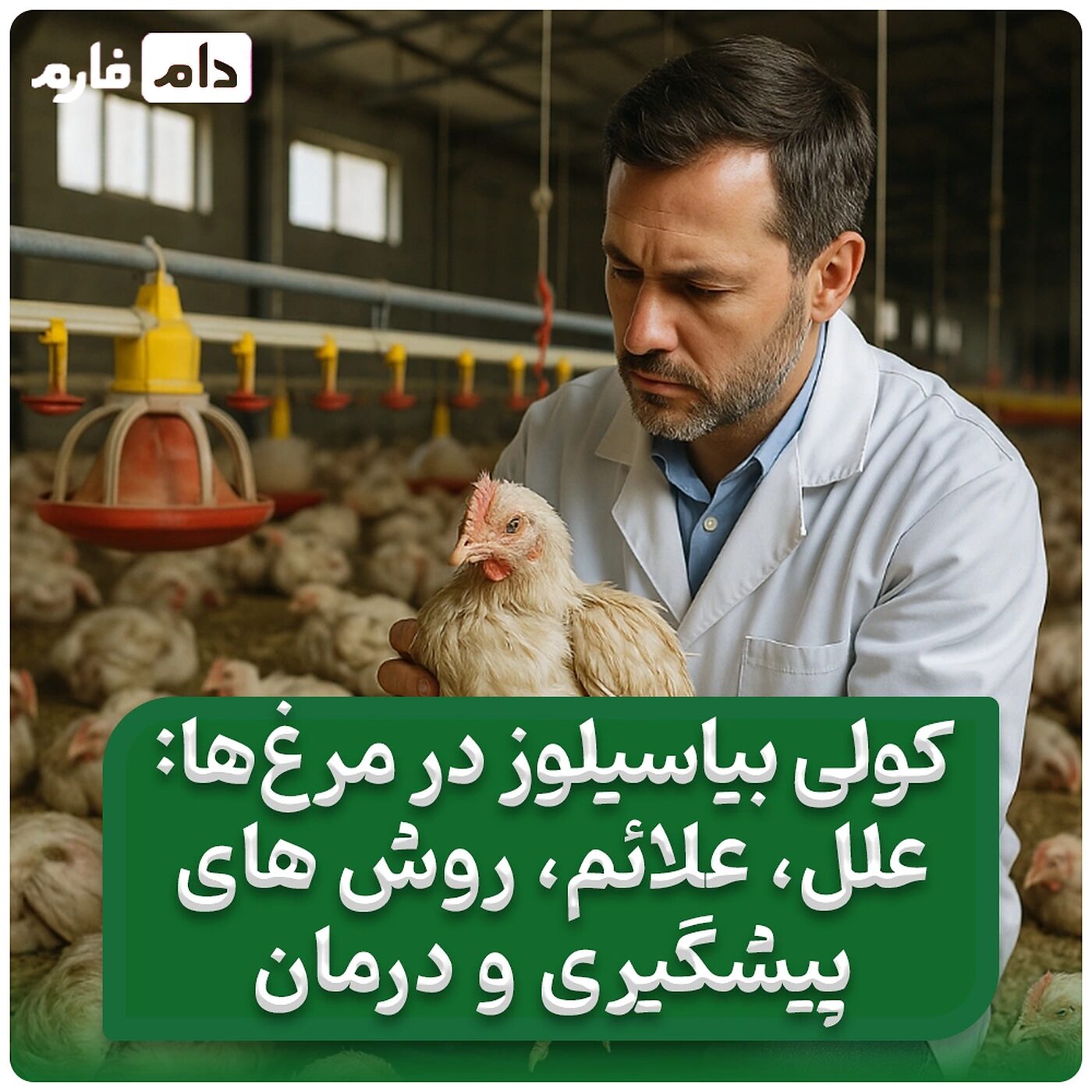 کولی_بیاسیلوز_در_مرغ‌ها:_علل،_علائم،_روش‌های_پیشگیری_و_درمان