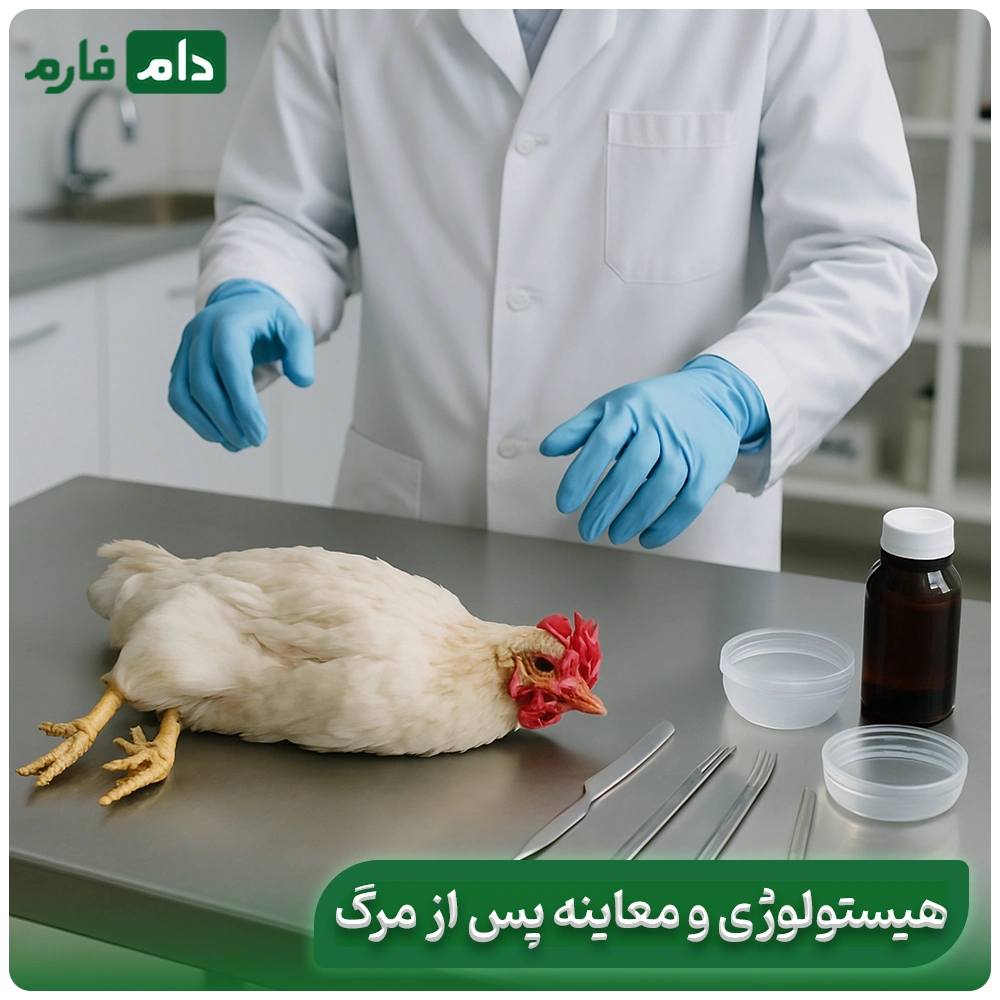 Bacillus-coli-disease-Treatment-of-bacillus-coli-Prevention-of-bacillus-coli