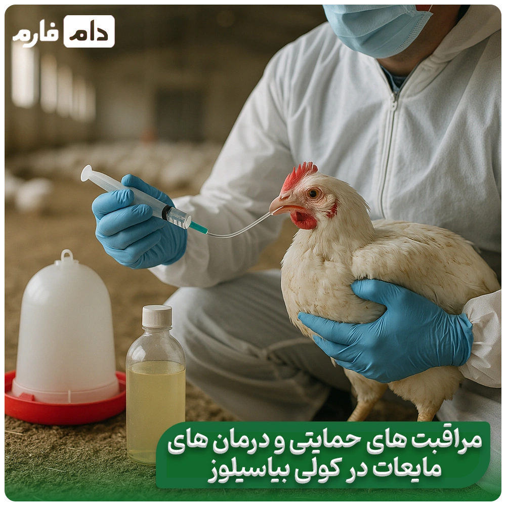 Bacillus-coli-disease-Treatment-of-bacillus-coli-Prevention-of-bacillus-coli