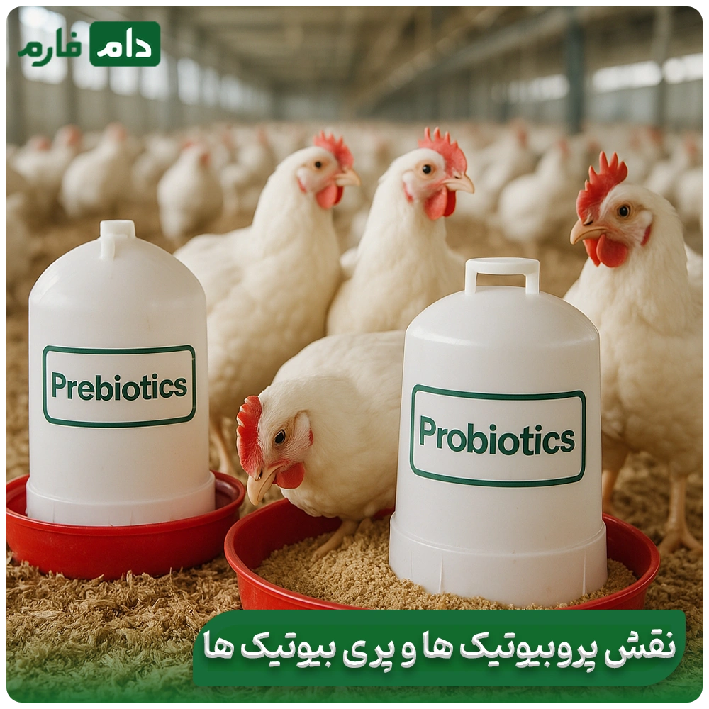 Bacillus-coli-disease-Treatment-of-bacillus-coli-Prevention-of-bacillus-coli