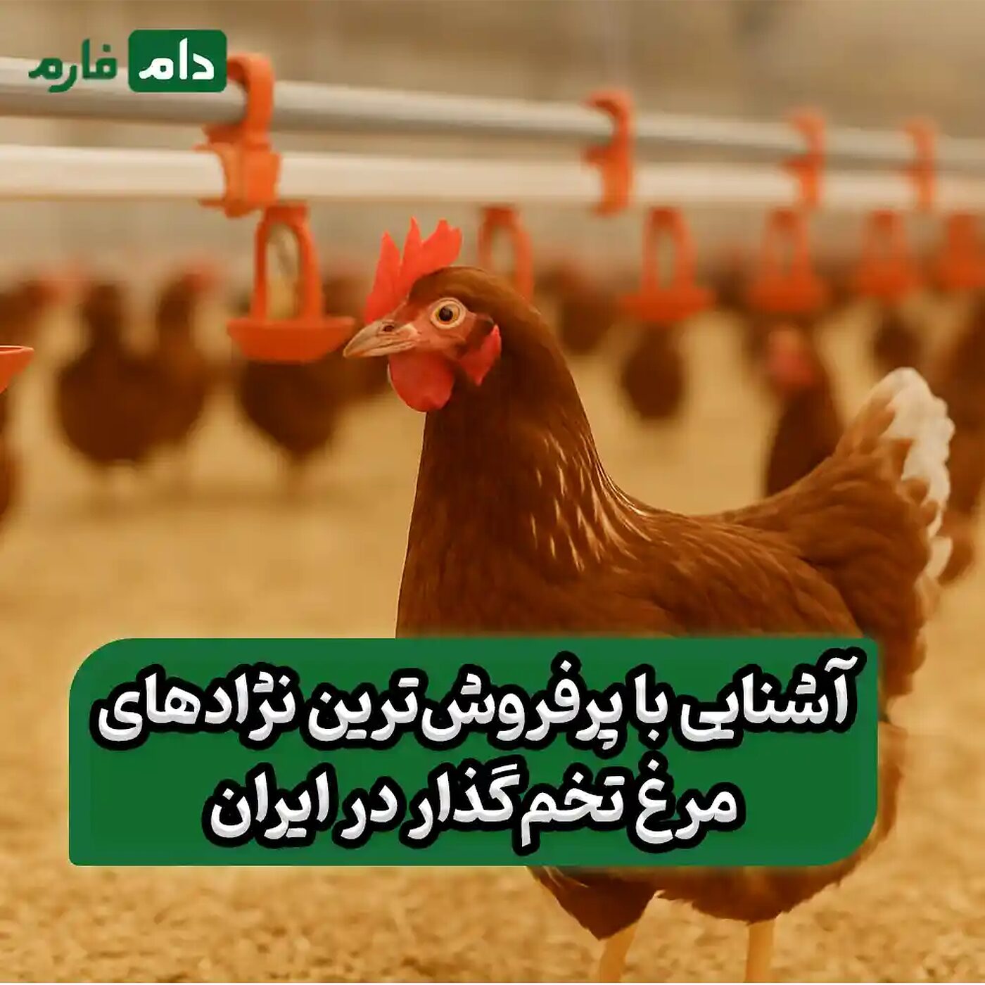 بررسی_۳_نژاد_مرغ_تخم‌گذار_پرفروش_ایران_:_ویژگی‌ها_،_مزایا_و_نکات_پرورش