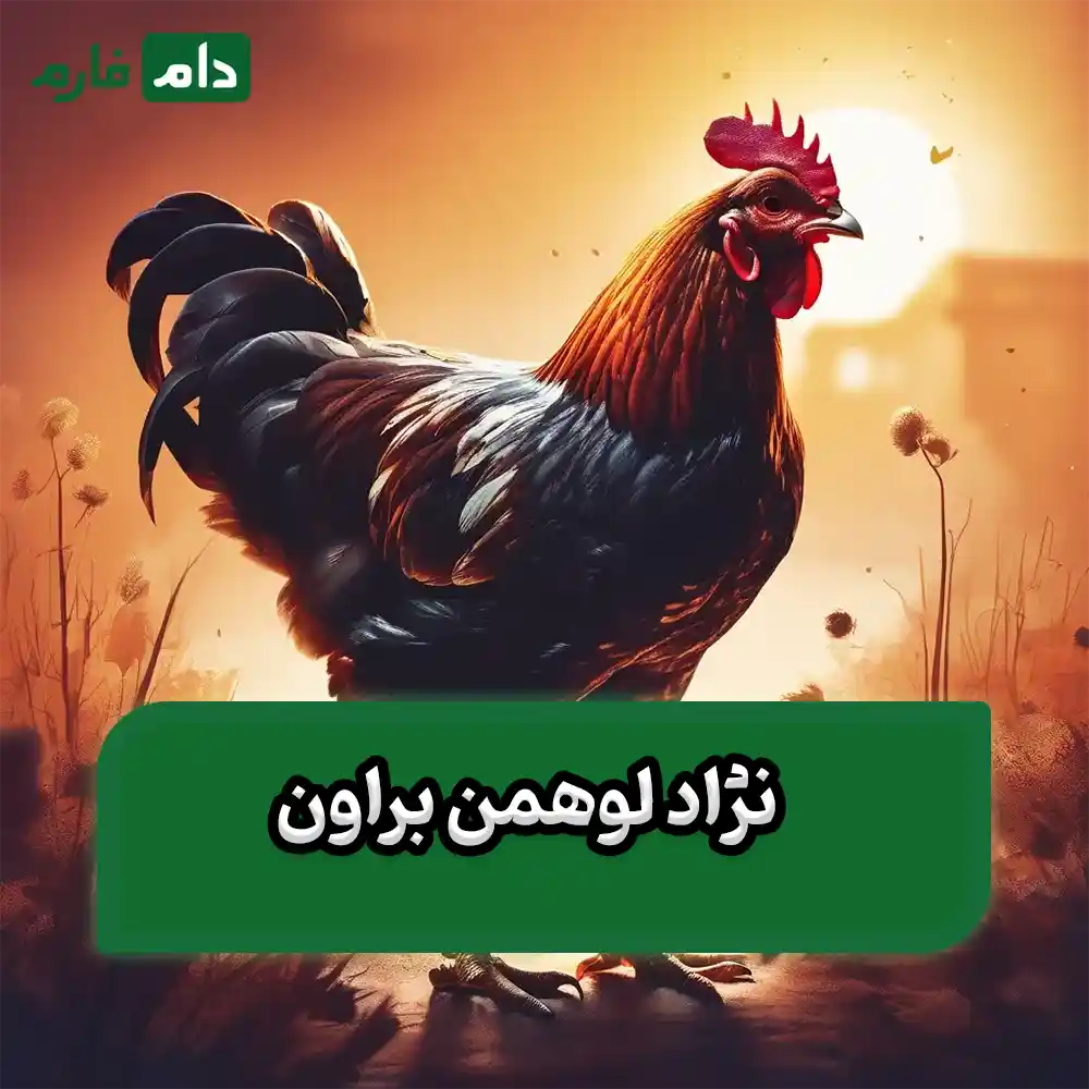 Review-of-the-3-bestselling-laying-hen-breeds-in-Irancharacteristics-benefits-and-breeding-tips