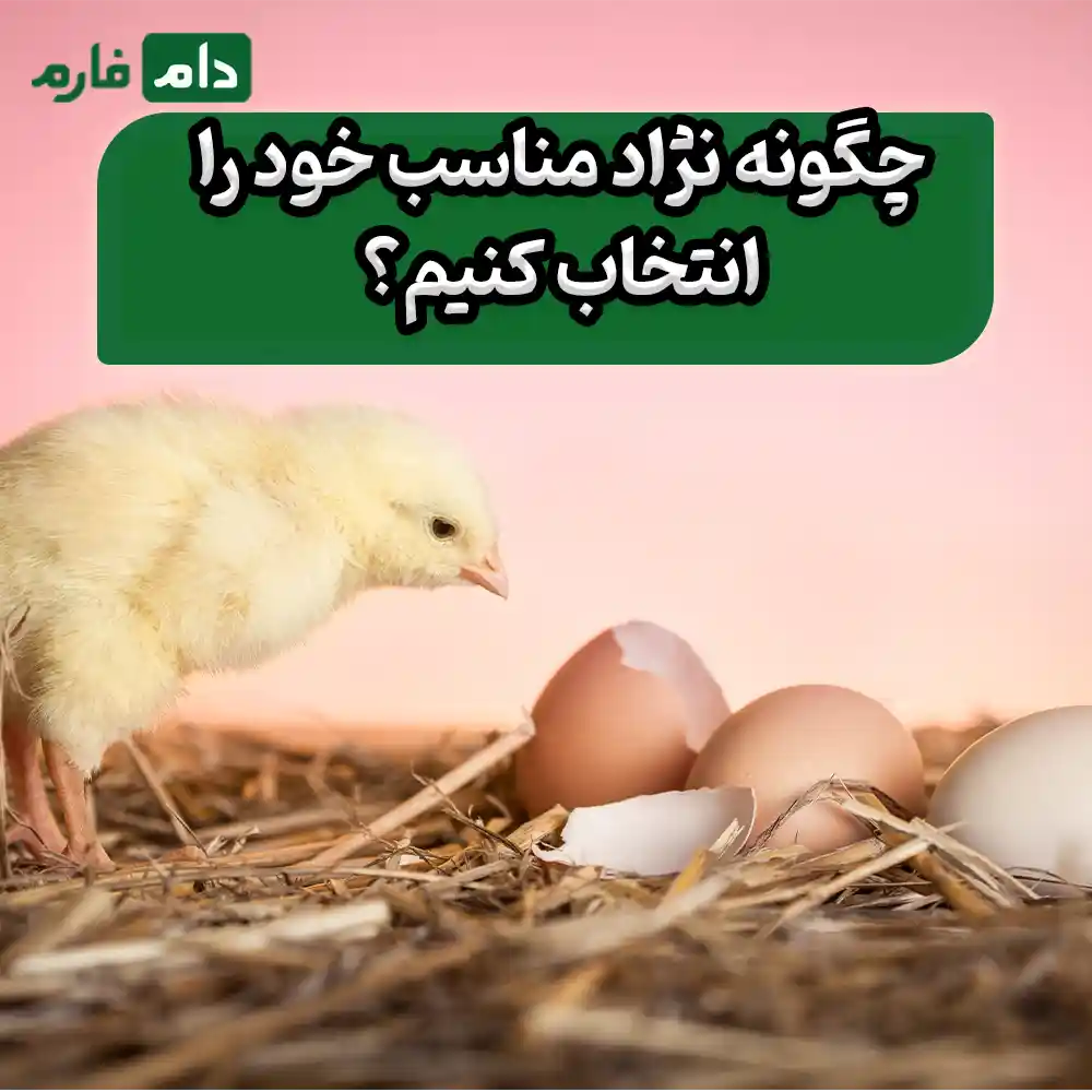 Review-of-the-3-bestselling-laying-hen-breeds-in-Irancharacteristics-benefits-and-breeding-tips