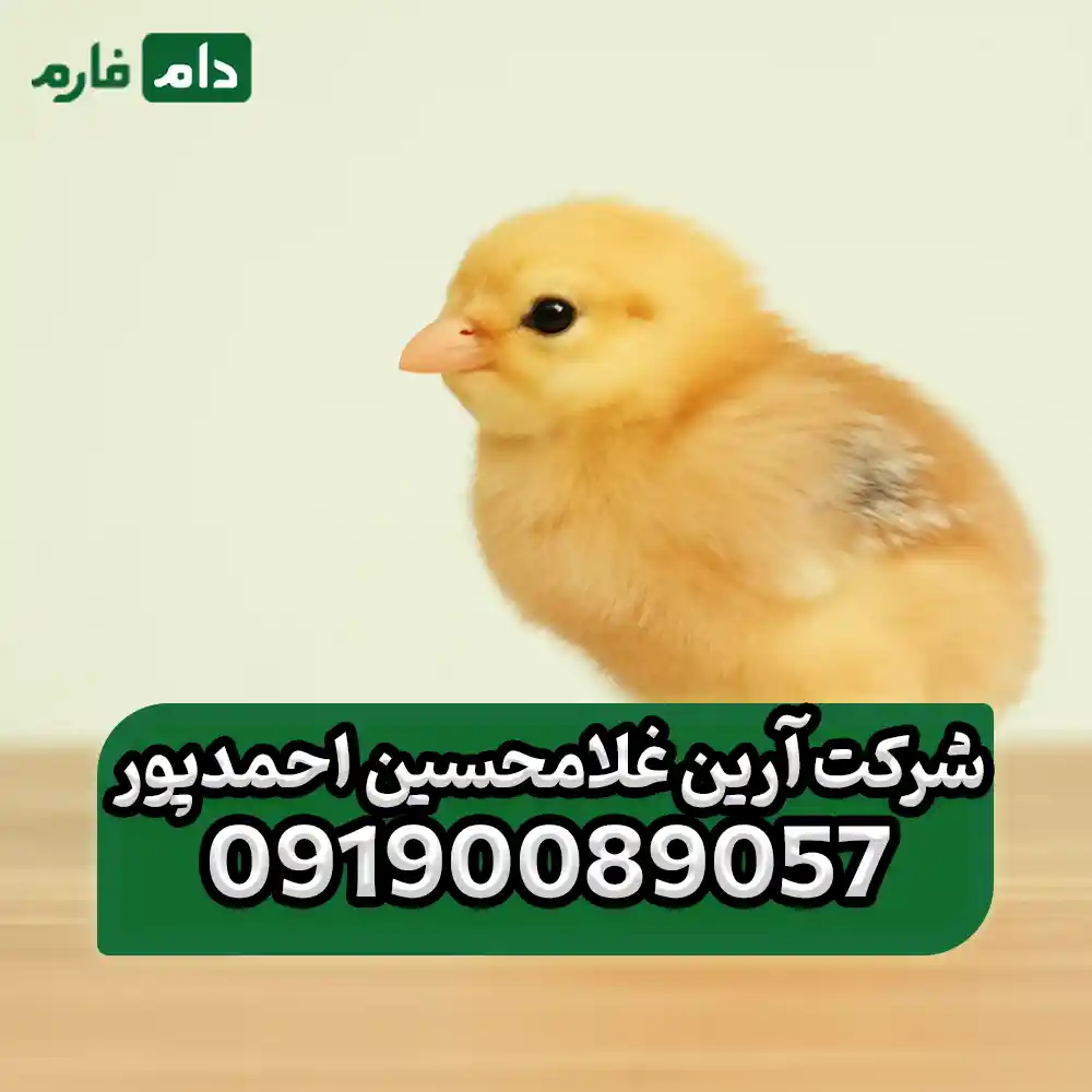 شرکت_آرین_غلامحسین_احمدپور_09190089057