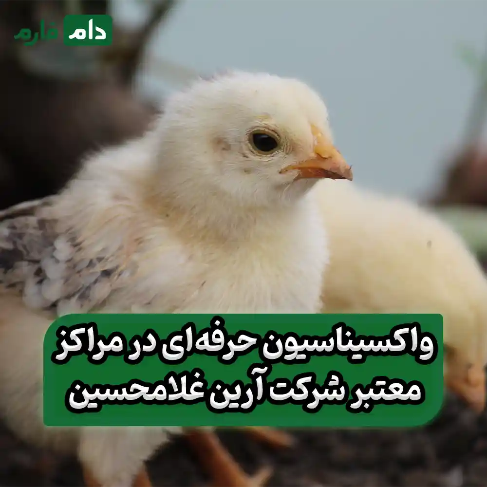 Arian-Gholamhossein-Ahmadpour-Company-09190089057