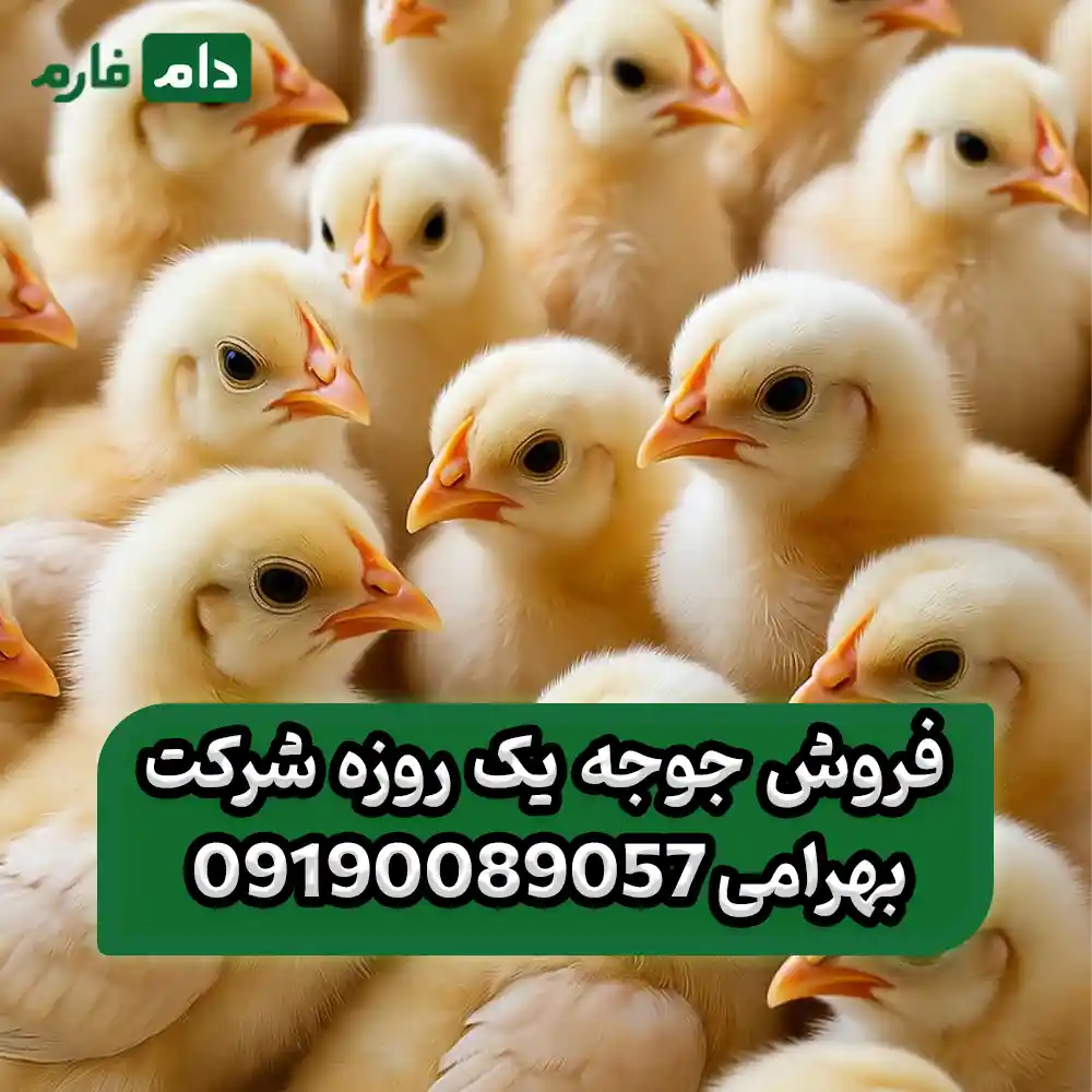 _فروش_جوجه_یک_روزه_شرکت_بهرامی_09190089057