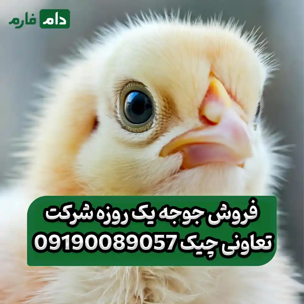 _فروش_جوجه_یک_روزه_شرکت_تعاونی_چیک_09190089057
