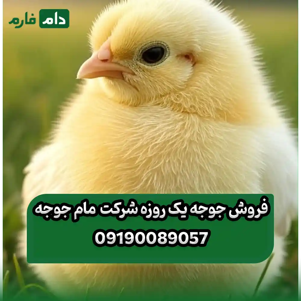_فروش_جوجه_یک_روزه_شرکت_مام_جوجه_09190089057