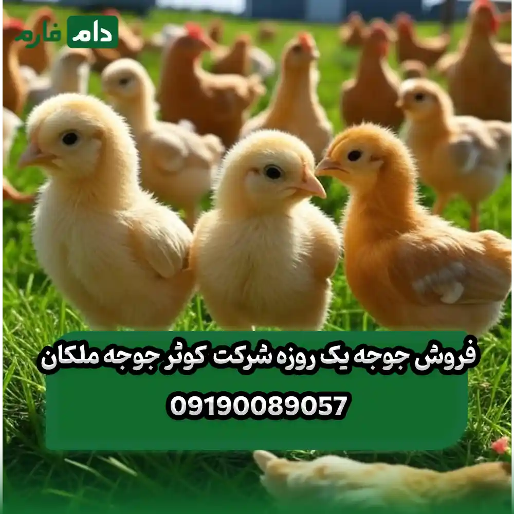 فروش_جوجه_یک_روزه_شرکت_کوثر_جوجه_ملکان_09190089057