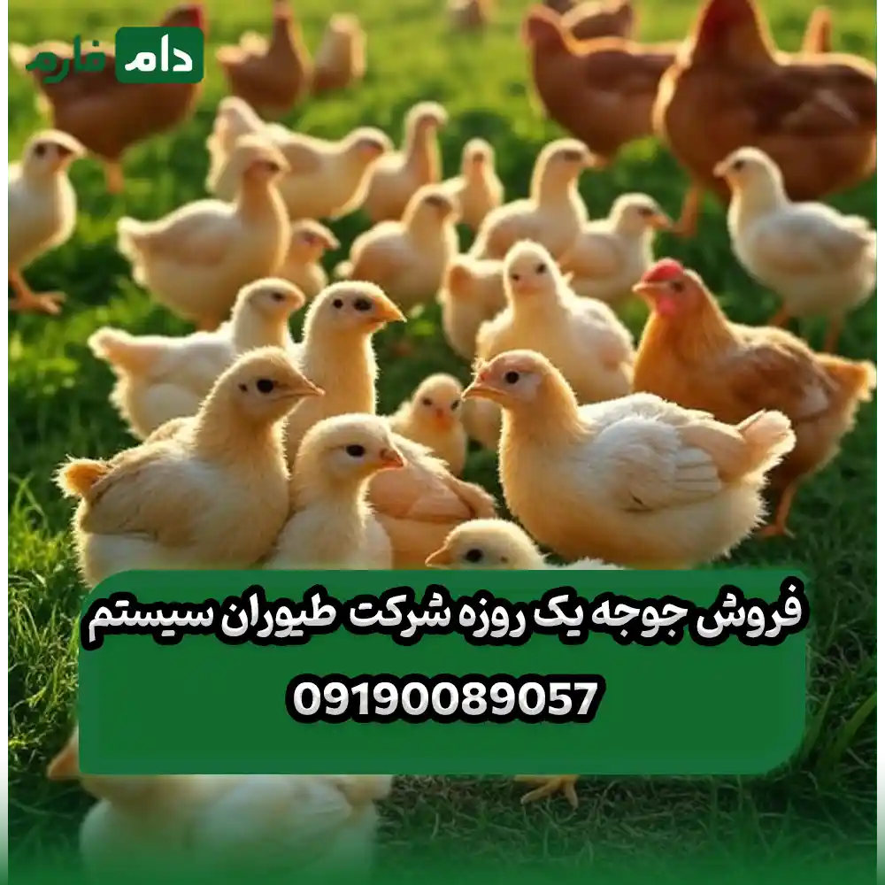 فروش_جوجه_یک_روزه_شرکت_طیوران_سیستم_09190089057