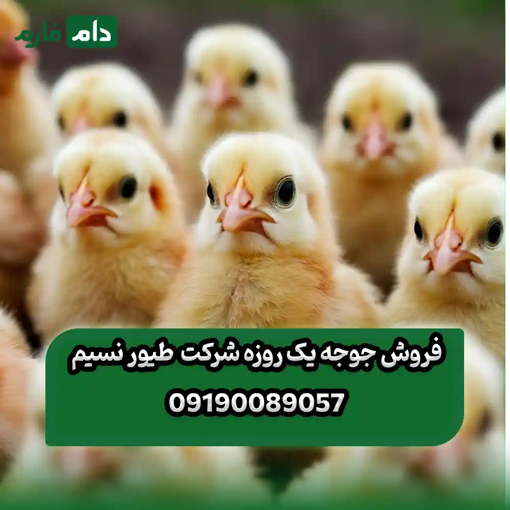 فروش_جوجه_یک_روزه_شرکت_طیور_نسیم_09190889057
