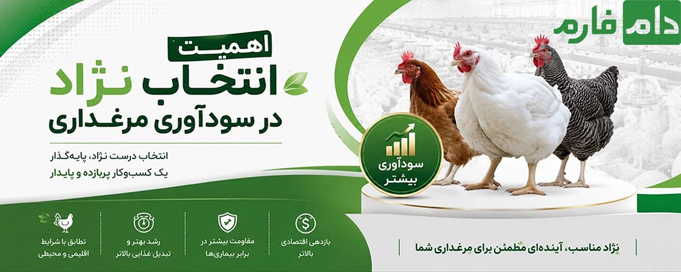 تفاوت_و_نکات_قوت_جوجه_یک_روزه_نژاد_پلاس_و_ایندین_ریور