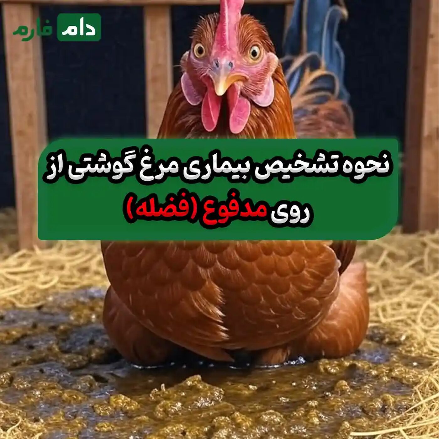 نحوه_تشخیص_بیماری_مرغ_گوشتی_از_روی_مدفوع_(فضله)