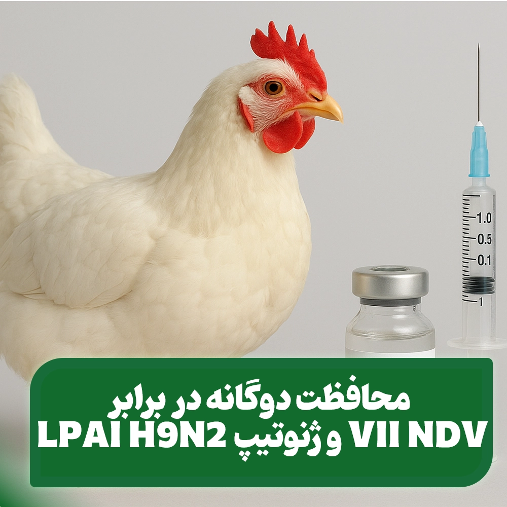 واکسن_های_دو_ظرفیتی_:_محافظت_همزمان_علیه_سویه_H9N2_و_ژنوتیپ_VII_NDV
